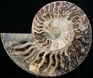 Choffaticeras Ammonite With Deep Crystal Pockets #29154-2